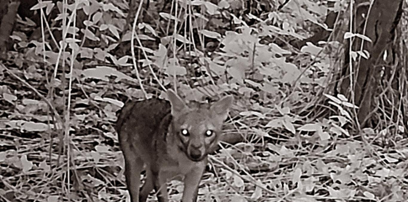 CONOZCA UN VISTAZO SECRETO A LA VIDA SILVESTRE EN LA LAGUNA  DE SONSO
