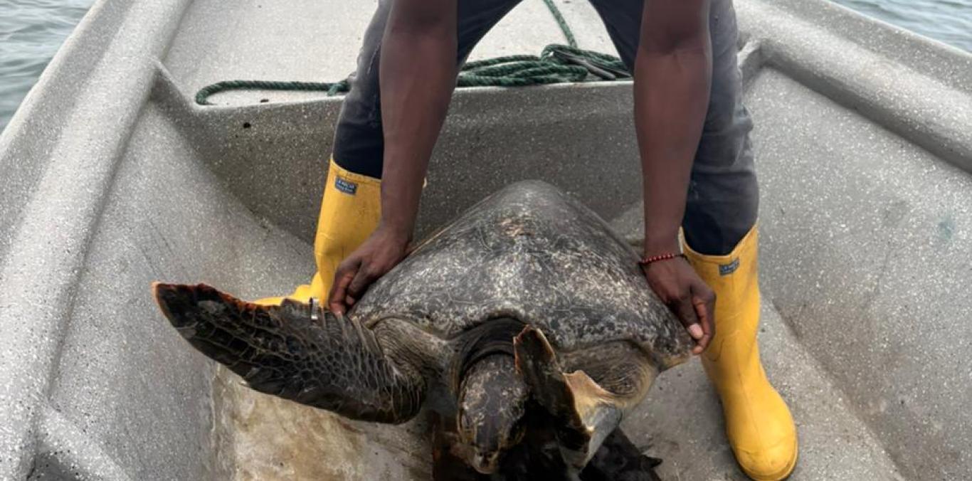 UNA TORTUGA MARINA FUE LIBERADA EN BUENAVENTURA