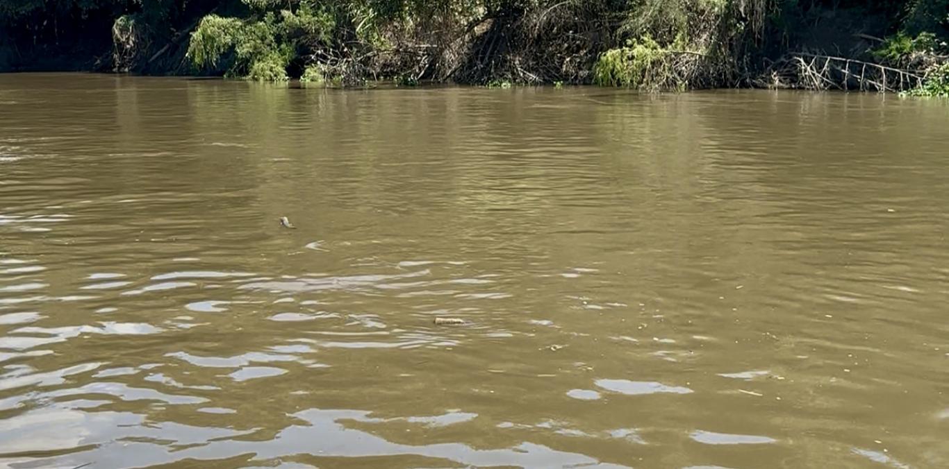 EL RÍO CAUCA NOS HABLA. CONOCE LA TRAVESÍA PARA ESCUCHARLO Y PROTEGERLO