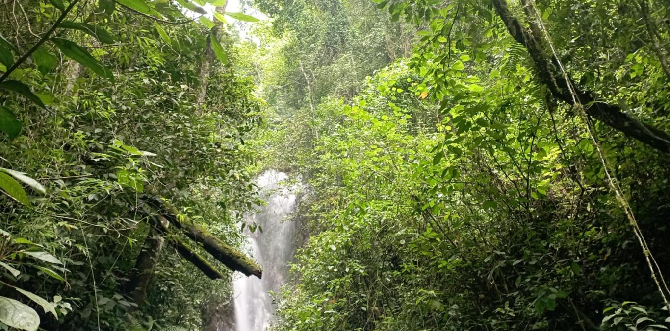EL CANTO DE LAS AVES DESPIERTA LA CONCIENCIA DE NIÑOS Y JÓVENES EXPLORADORES EN BUGA