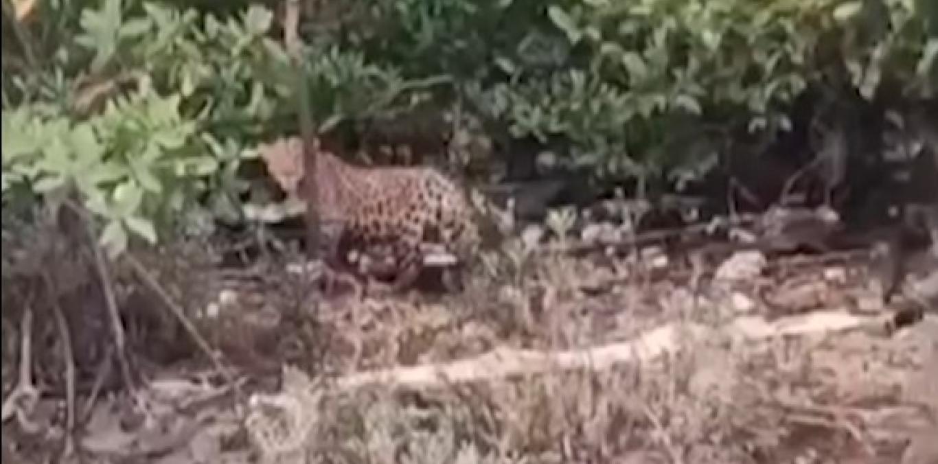 “PROTEGER AL JAGUAR ES PROTEGER LA VIDA”: DIRECTOR DE LA CVC RESPONDE ANTE VIDEO EN BUENAVENTURA