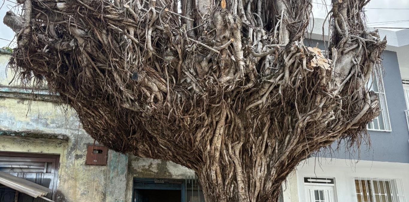 AVANZA ERRADICACIÓN CONTROLADA DE 30 ÁRBOLES EN RIESGO EN TULUÁ