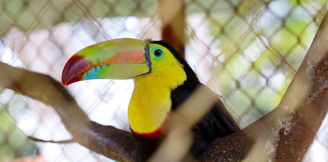 HALLAN SEIS GUACAMAYAS, UN TITÍ CABECIBLANCO Y UN TUCÁN EN UNA FINCA EN DAGUA