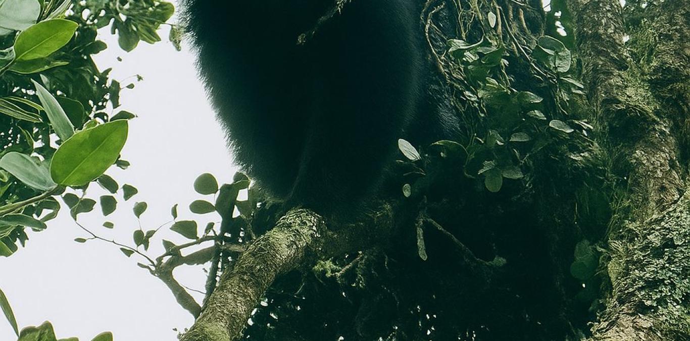 OSO DE ANTEOJOS FUE AVISTADO EN ZONA RURAL DE PALMIRA