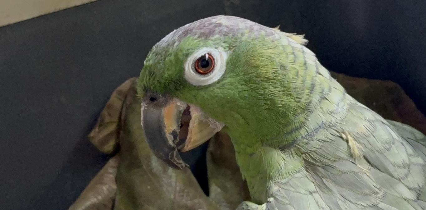 “¿QUIERE CACAO?”: LA HISTORIA REAL DETRÁS DE UNA FRASE NADA INOCENTE