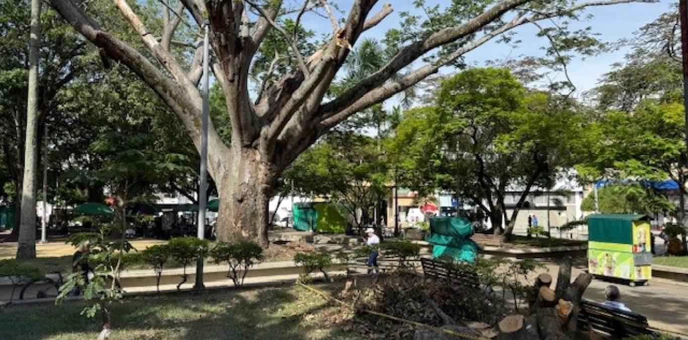 CVC EVALÚA EL ESTADO DE ALGUNOS ÁRBOLES EN LA PLAZA BOLÍVAR DE CARTAGO