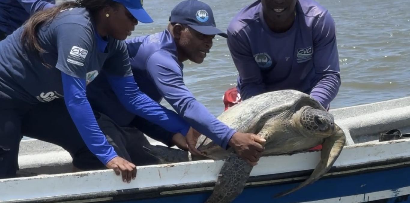 SE LIBERARON CINCUENTA NEONATOS DE TORTUGA MARINA Y UN EJEMPLAR ADULTO