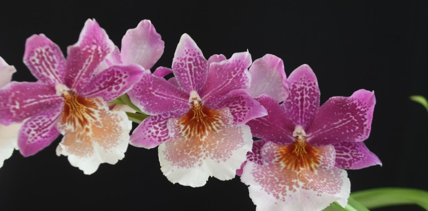 CALI FLORECE CON CALIORQUÍDEAS 2025