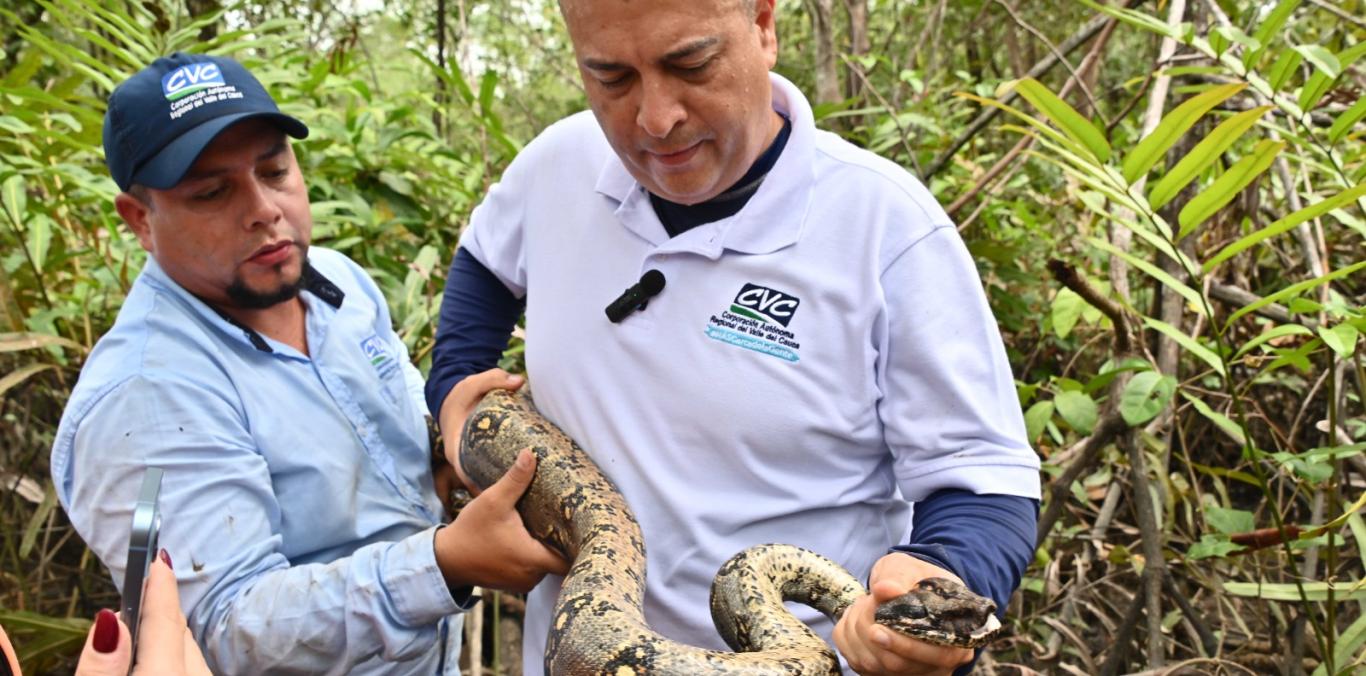  LA CVC REALIZA LIBERACIÓN DE FAUNA SILVESTRE Y ACOMPAÑA LA TEMPORADA DE BALLENAS EN BUENAVENTURA