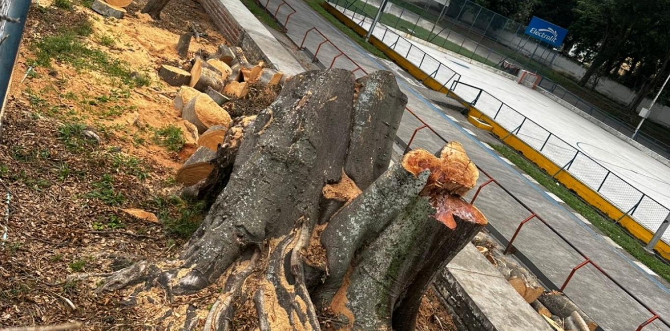 RETIRAN DOS ÁRBOLES CON AFECTACIONES EN EL PATINÓDROMO LA LIBERTAD, DE BUGA