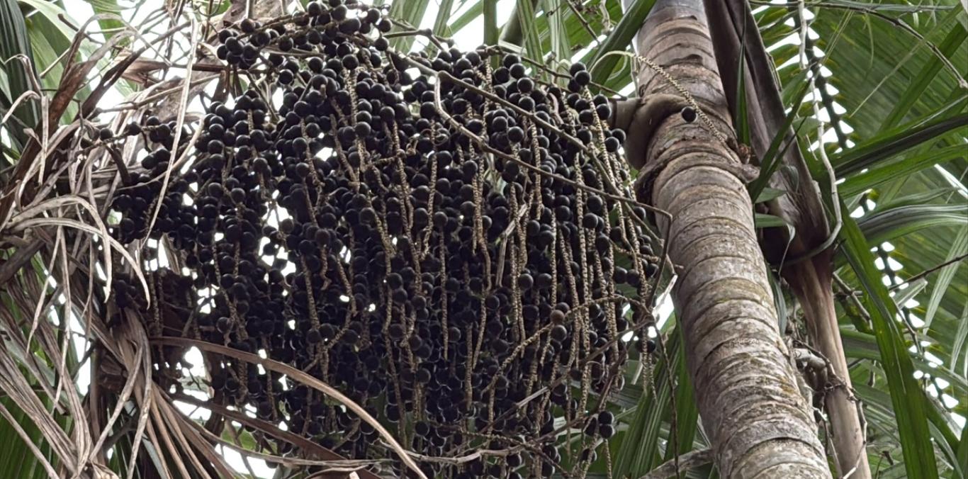 NAIDICEROS DEL PACÍFICO, UN NEGOCIO VERDE QUE COMBINA TRADICIÓN Y ECONOMÍA