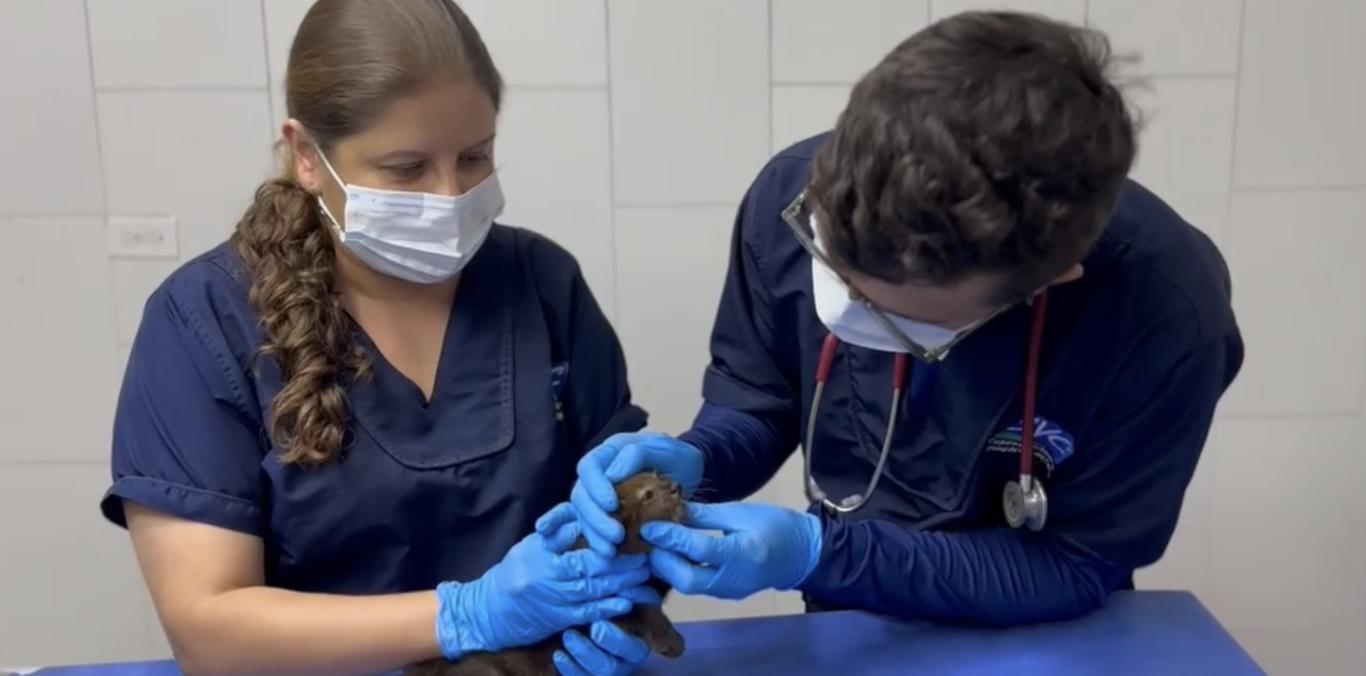 YAGUARUNDÍ RESCATADO EN CARTAGO SE ENCUENTRA EN ÓPTIMAS CONDICIONES DE SALUD