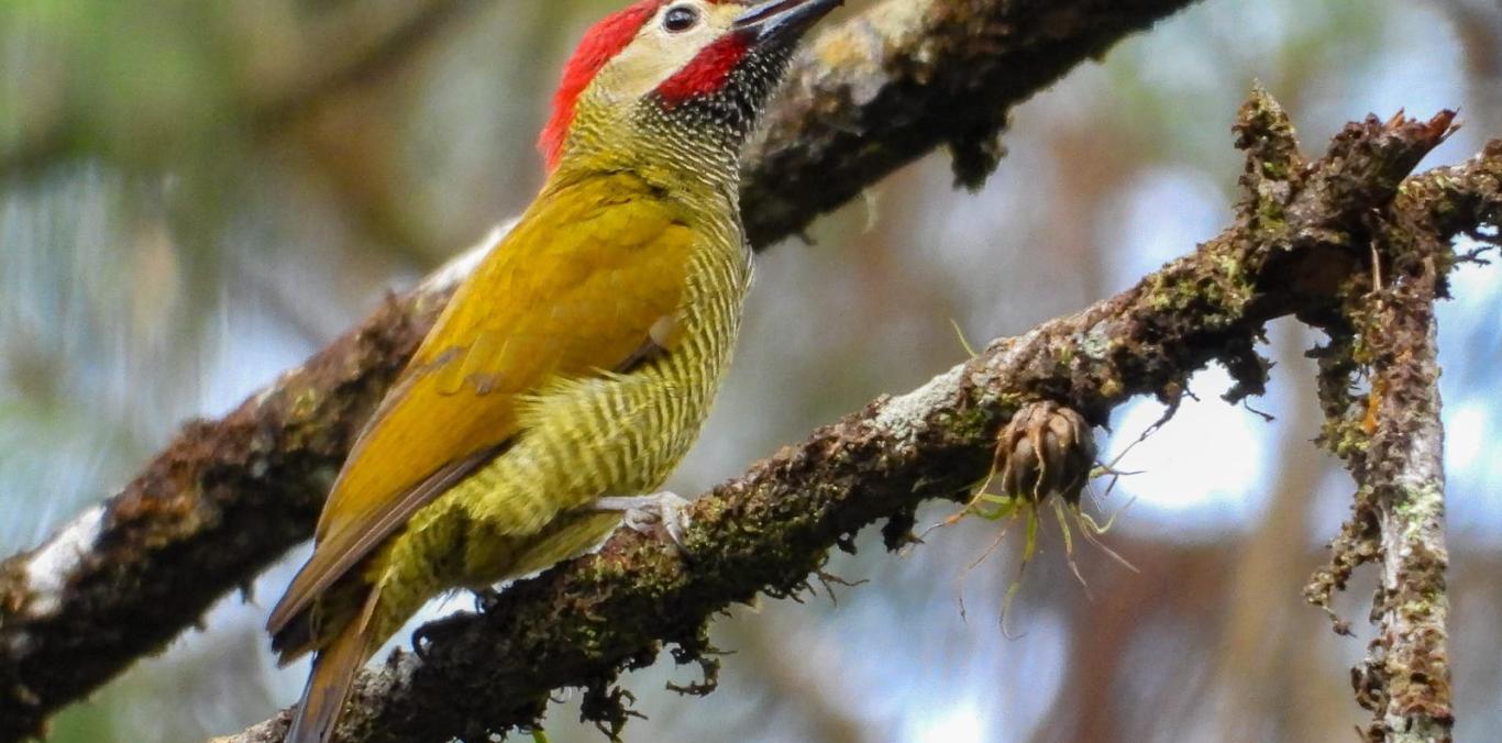 VIJES CELEBRARÁ SU III FESTIVAL DE AVES