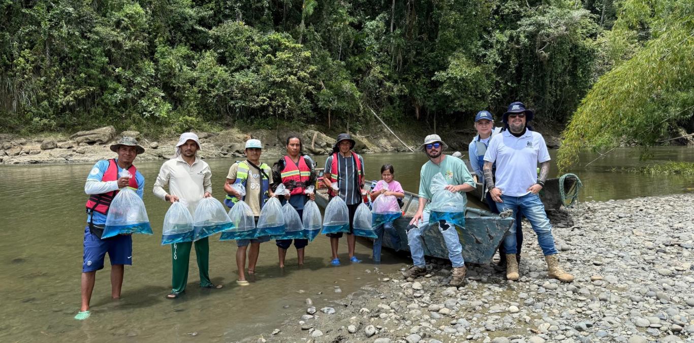 CVC Y COMUNIDAD SIEMBRAN 5.000 ALEVINOS DE BOCACHICO EN EL RÍO LA VIEJA