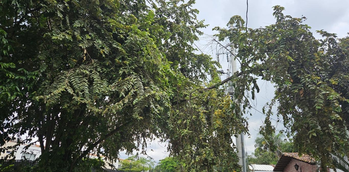 CVC ACLARA COMPETENCIAS EN EL MANEJO DE ÁRBOLES EN PALMIRA  