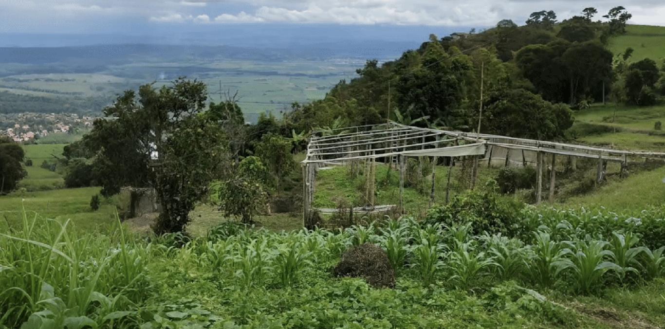 FINCA EL MILAGRO, EN ROLDANILLO: UN MODELO DE EDUCACIÓN AMBIENTAL Y PRODUCCIÓN SOSTENIBLE DE PUERTAS ABIERTAS