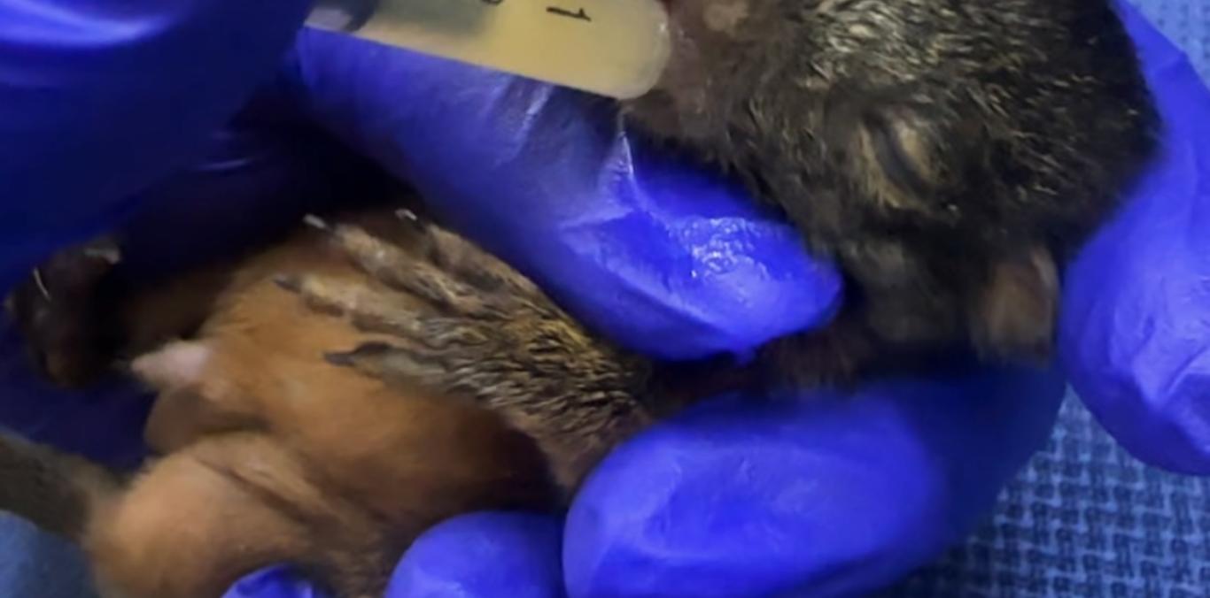 LA CVC BRINDA CUIDADO Y REFUGIO A UNA PEQUEÑA ARDILLA HALLADA EN EL BOSQUE