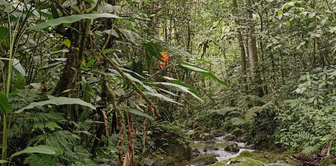 RÍO BITACO BONITO ES EL NUEVO CORREDOR ECOTURÍSTICO QUE IMPULSA LA CONSERVACIÓN EN LA CUMBRE