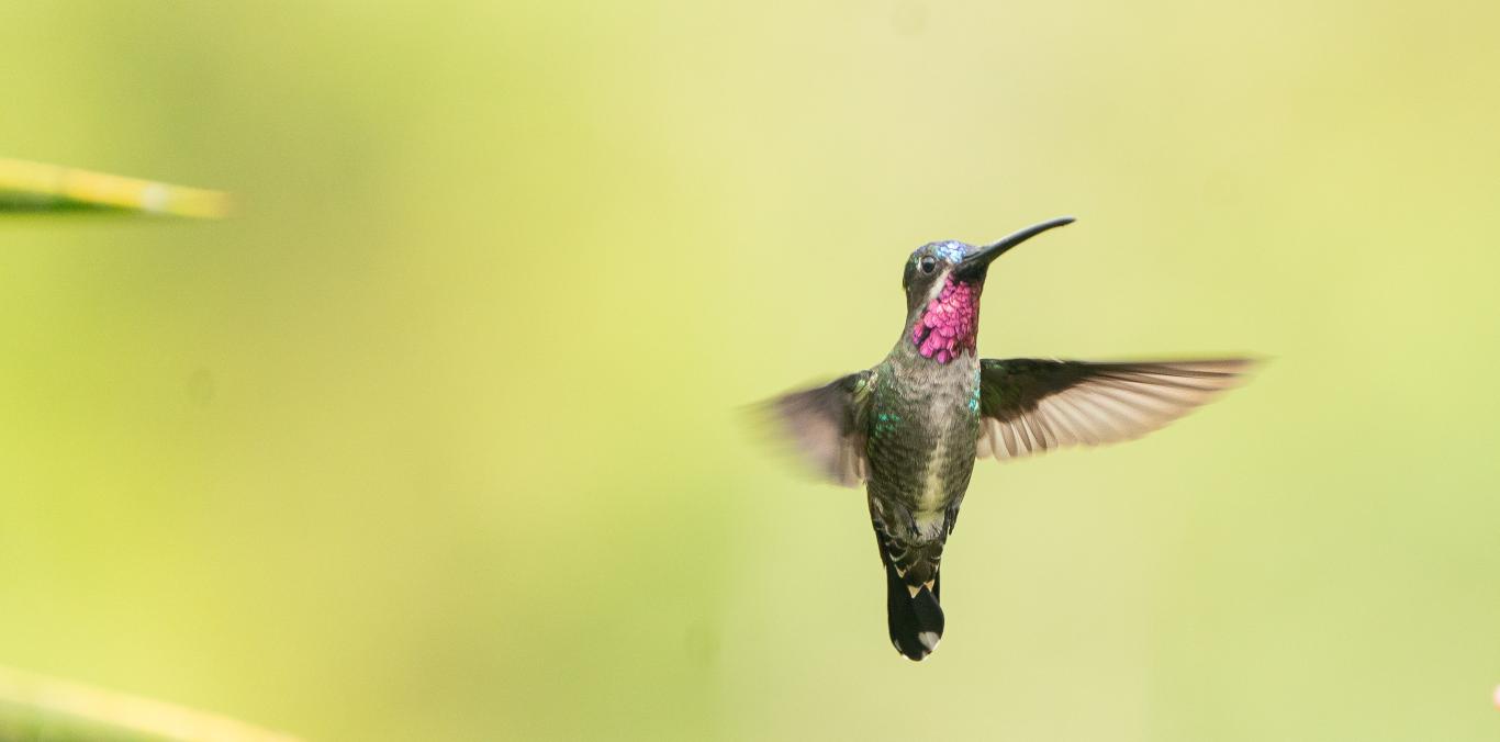 COLOMBIA BIRDFAIR 2026 ABRE SUS PUERTAS AL PÚBLICO EN GENERAL CON ACTIVIDADES GRATUITAS PARA TODAS LAS EDADES