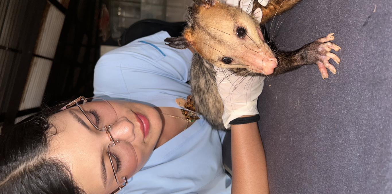 ZARIGÜEYA HERIDA EN BUGA RECIBE ATENCIÓN ESPECIALIZADA DE LA CVC