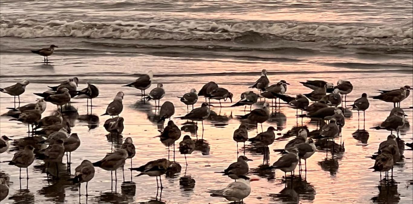 ORGANIZACIONES COMUNITARIAS DE BUENAVENTURA HICIERON PARTE DE PROYECTO DE AVES PLAYERAS MIGRATORIAS