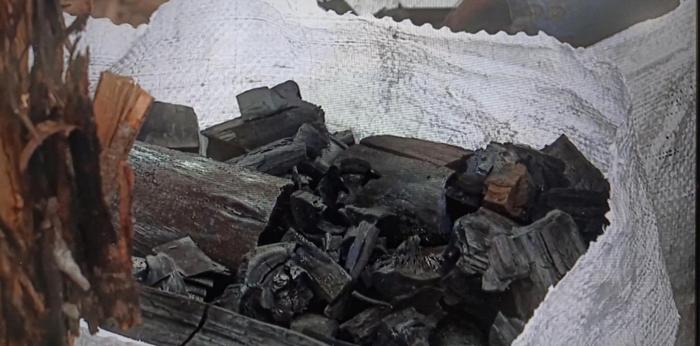 EN DAGUA SE PRODUCE CARBÓN LEGAL