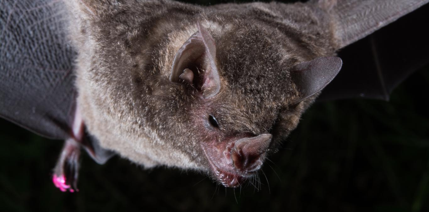 LA CVC PIDE NO ESTIGMATIZAR A LOS MURCIÉLAGOS