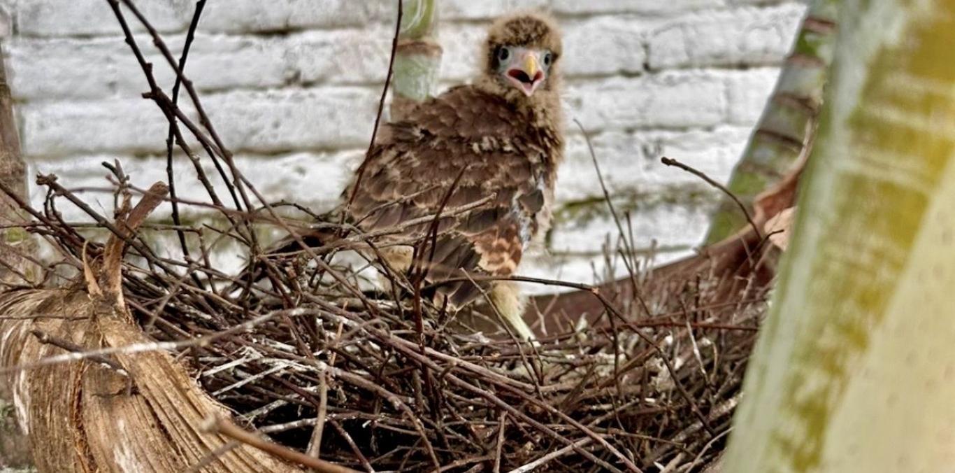 LA CVC RECUERDA: LAS AVES SIEMPRE VUELVEN POR SUS CRÍAS
