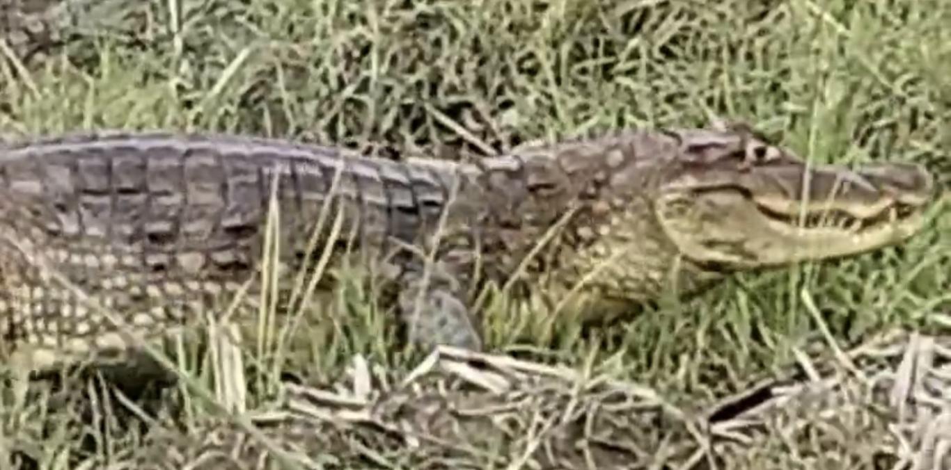 BABILLA AVISTADA EN ZONA RURAL DE BUGALAGRANDE SE ENCUENTRA EN CONDICIONES ADECUADAS