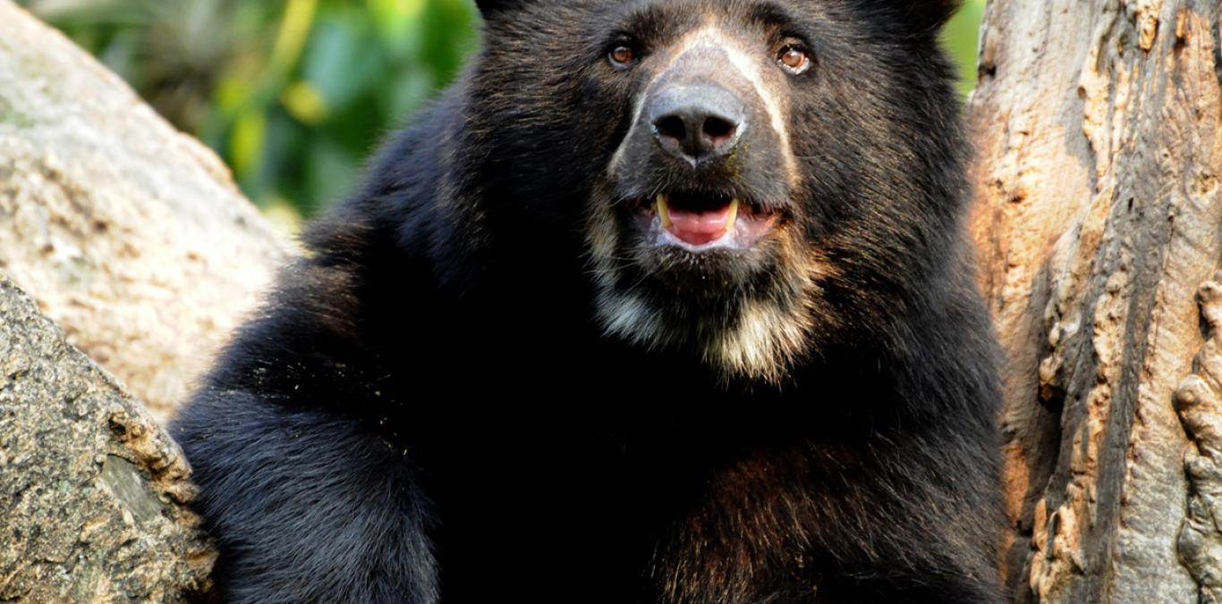 EL VALLE DEL CAUCA LE ABRE LAS PUERTAS AL PRIMER FESTIVAL DEL OSO ANDINO