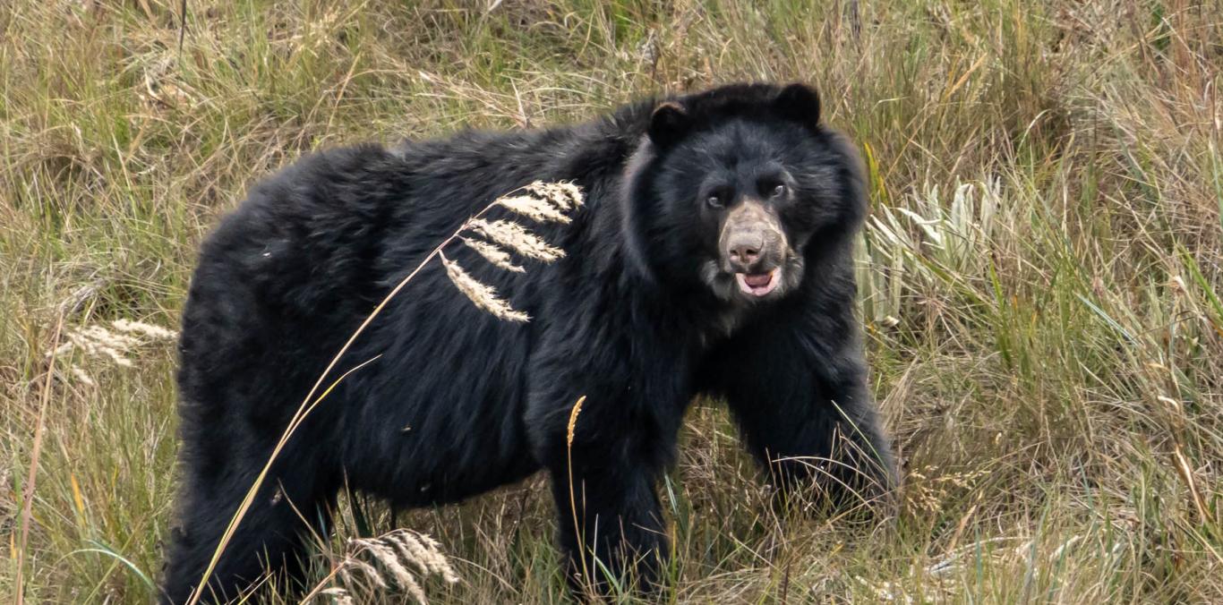 HOY HAY MÁS PRESENCIA DE OSO ANDINO GRACIAS A ESTRATEGIA “CONSERVAMOS LA VIDA”