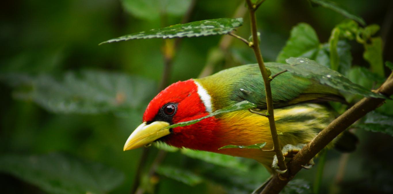 MAÑANA SÁBADO: OBSERVA AVES, REGÍSTRALAS Y HAZ PARTE DEL GLOBAL BIG DAY