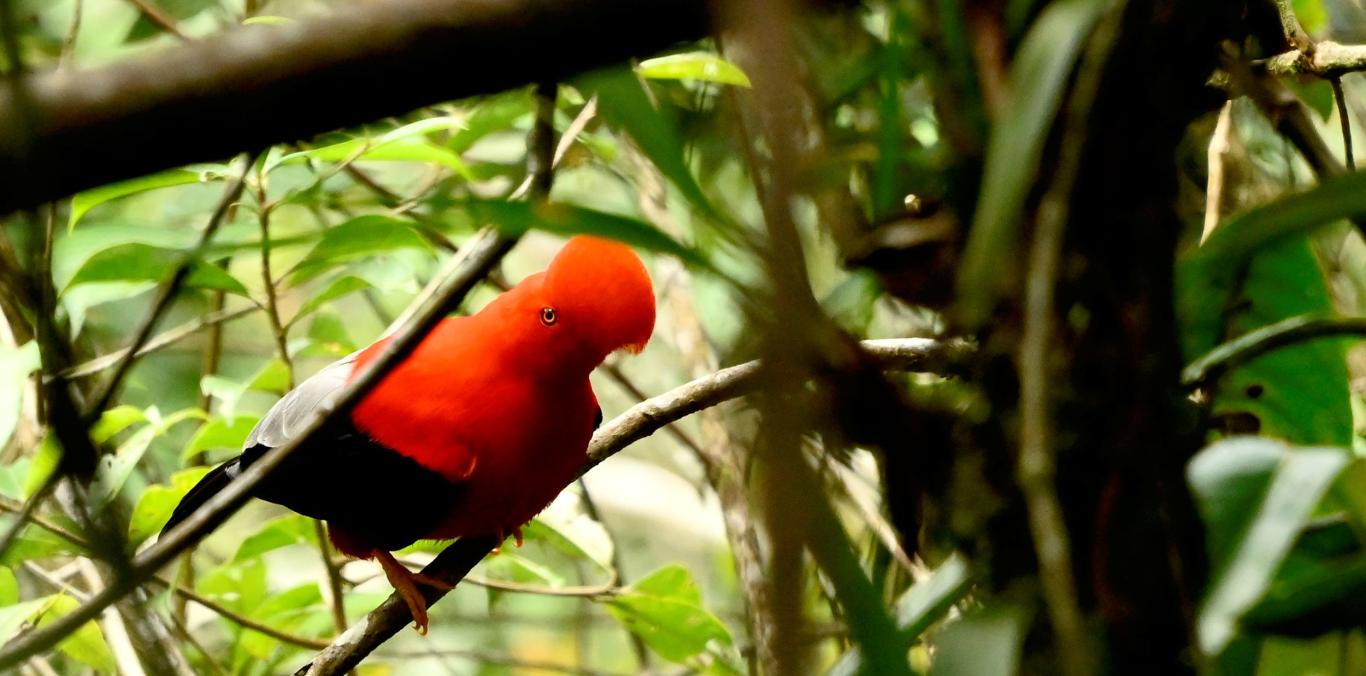 LA LEONERA, UN SANTUARIO DE LOS GALLITOS DE ROCA