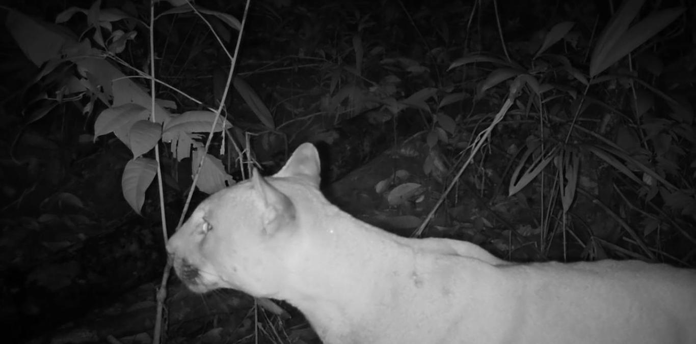 CINCO ESPECIES DE FELINOS SILVESTRES FUERON REGISTRADAS EN BUENAVENTURA GRACIAS A LA RED OTUS DE CÁMARAS TRAMPA