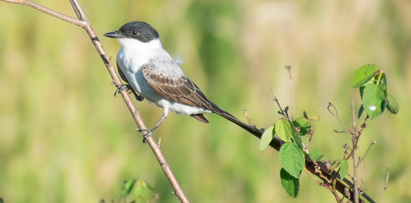 VALLE DEL CAUCA BRILLÓ EN EL GLOBAL BIG DAY CON 643 ESPECIES DE AVES REGISTRADAS