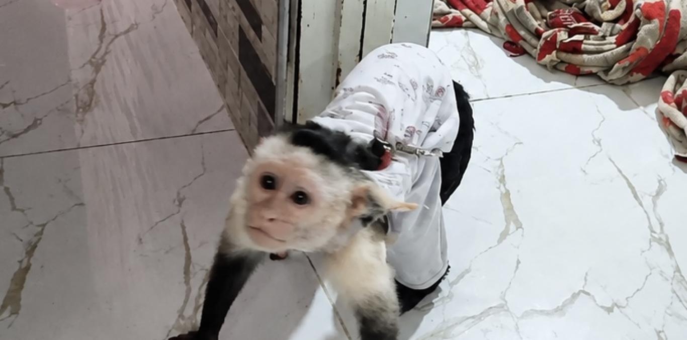 RESCATE DE MONO CAPUCHINO EN YOTOCO: CUANDO EL CAUTIVERIO SE DISFRAZA DE AFECTO