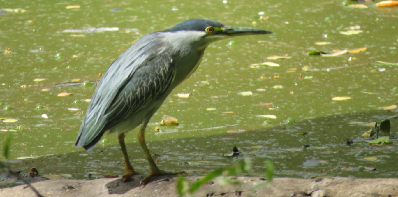 CARTAGO SE CONSOLIDÓ COMO TERRITORIO DE AVES, GRACIAS A CENSO INTERNACIONAL
