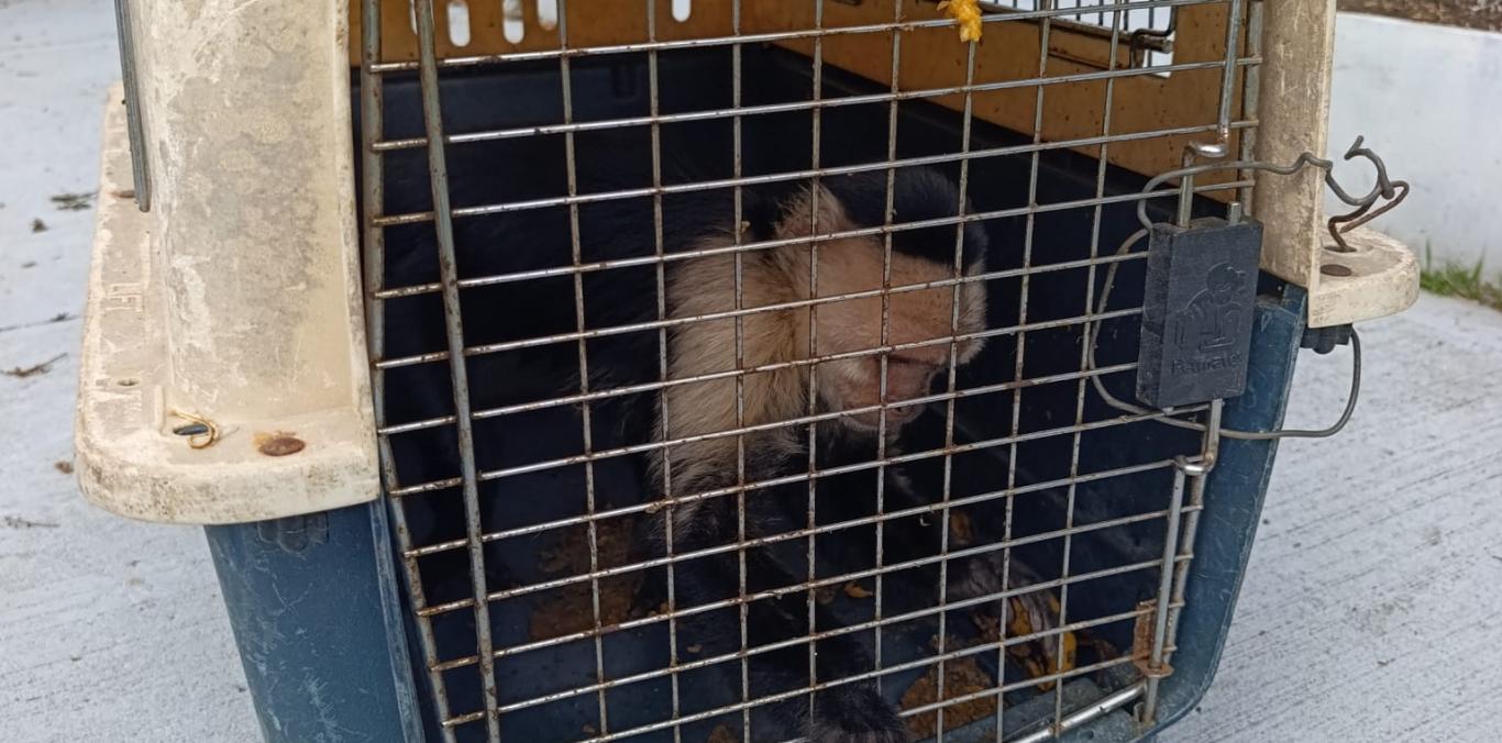 MONO CAPUCHINO FUE RESCATADO EN ZONA RURAL DE DAGUA