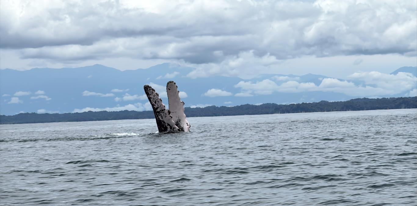 EL PACÍFICO VALLECAUCANO RECIBE A LAS BALLENAS JOROBADAS