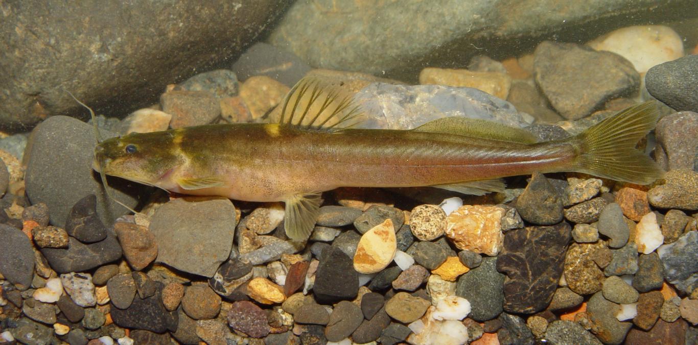 DOS HALLAZGOS CIENTÍFICOS REVELAN NUEVAS ESPECIES DE PECES ÚNICAS DEL ALTO CAUCA