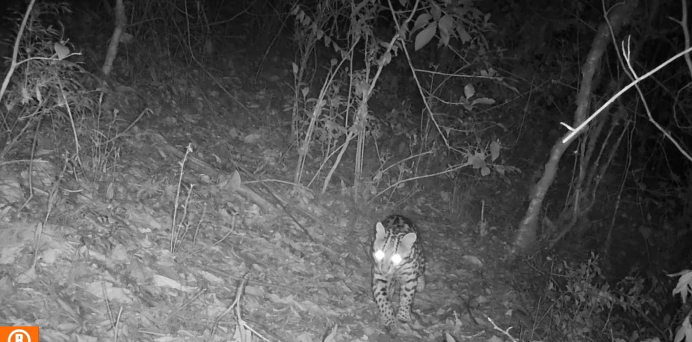 UN OCELOTE FUE FOTOGRAFIADO POR LA CVC EN ZONA RURAL DE SEVILLA