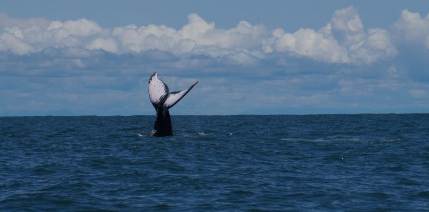 LA TEMPORADA DE BALLENAS 2026 SE ACERCA A SU CIERRE