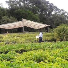  PERSONAS Y EMPRESAS PUEDEN ACCEDER A MATERIAL FORESTAL DE CVC
