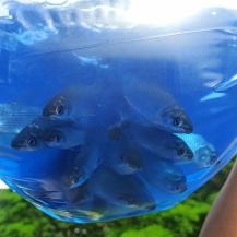 3000 PECES SE SEMBRARON EN EL HUMEDAL GUARE DE BOLÍVAR