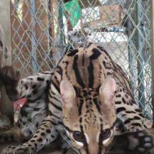 SIMÓN, EL HERMOSO OCELOTE QUE ERA TENIDO COMO MASCOTA EN UNA FINCA CERCANA A BUGA