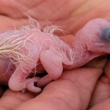 CIUDADANA RESCATÓ CRÍA DE AVE EN CARTAGO