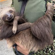 FUERON RESCATADOS TRES PEREZOSOS QUE IBAN A SER CONVERTIDOS EN ALIMENTO