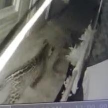 PRESENCIA DE JAGUAR EN PIANGÜITA NOS CONVOCA A LA CONSERVACIÓN DE LA ESPECIE