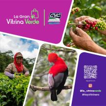 Desde café y chocolote certificados como orgánicos, hasta hoteles para insectos, pasando por arequipe de chontaduro, regalos vivos con mariposas, macetas biodegradables, artesanías en wuerregue y un largo y colorido etcétera que incluye las frutas y verduras agroecologicas de los mercados verdes campesinos… Todo eso hará parte de lo que se encontrará este viernes en el Bulevar del Río en Cali en la Gran Vitrina Verde que contará con 100 productores del departamento.