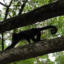 MONO AULLADOR NEGRO FUE AVISTADO EN LA UNIÓN: CVC INSTA A PROTEGERLO